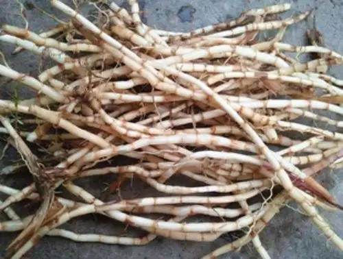 白茅根泡水喝的功效 白茅根和鱼腥草的区别分析_齐家网