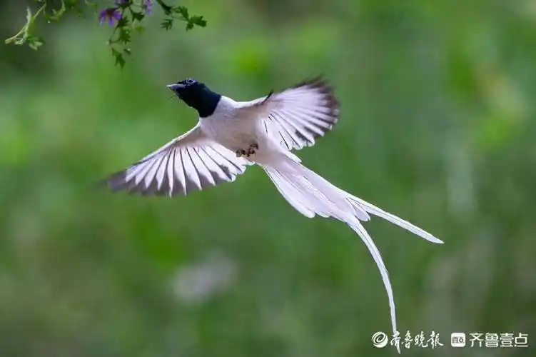 长尾飘飘的印度寿带鸟_绶带_森林_张清