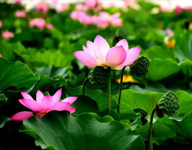 莲花池荷花绽放