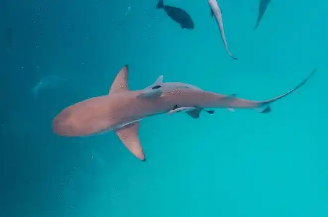 最小鲨鱼硬背侏儒鲨海洋给你关了一扇门但也开了一扇窗