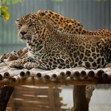 豹子真头像图片 头像图片大全 -【爱个性】