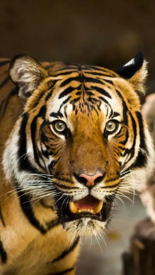 冷酷动漫老虎冷酷很稀少简单3d虎,很少见闪电大全,虎怎么画简单又霸气