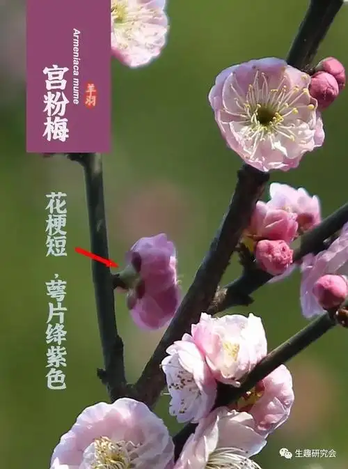 梅花十大稀有品种,梅花十大稀有品种(宫粉梅图片)