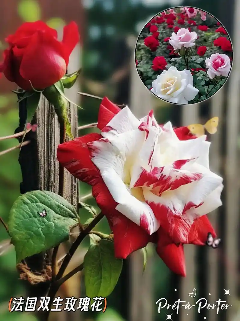 壁纸 花 桌面 1440_1924 竖版 竖屏 手机