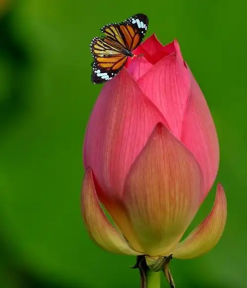 荷花朵与蝴蝶ps