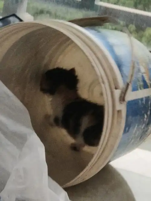 今天家父带回来两只猫,长得俊,所以带回来了哈哈