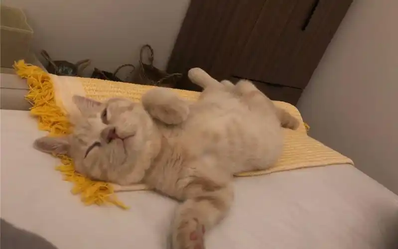 奶油色小英短啵啵