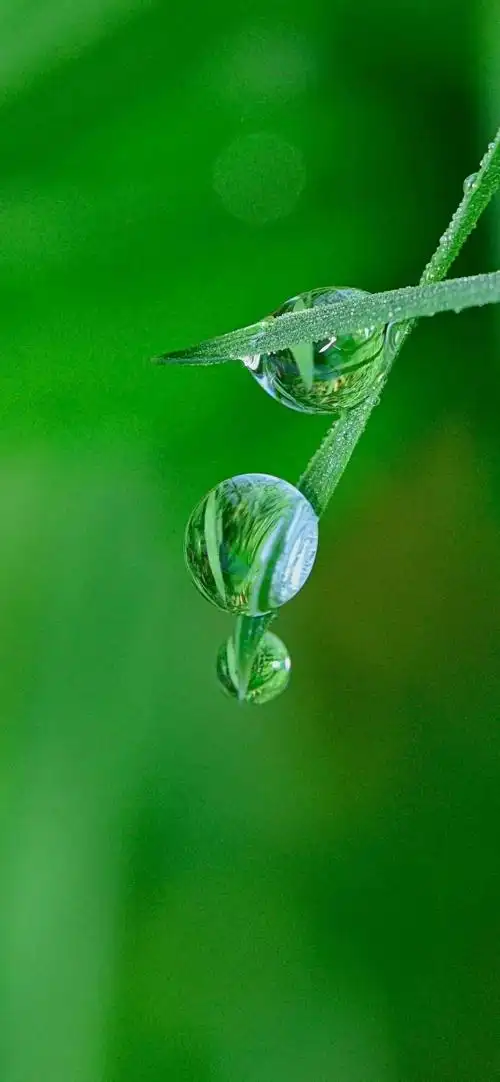 绿色护眼 #健康生活每一天##绿色护眼壁纸