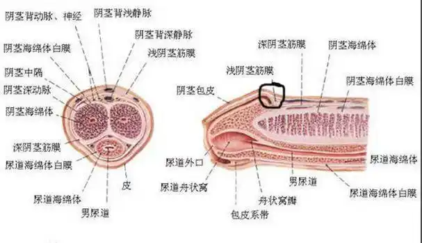 阴茎上有白色颗粒是尖锐湿疣吗 阴茎有白色颗粒警惕3种病-精准抗艾