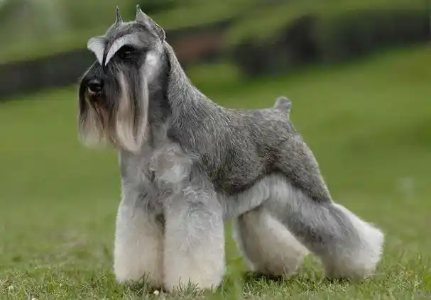 世界10大小型宠物犬,吉娃娃和比熊犬领衔,你家养了哪一种?