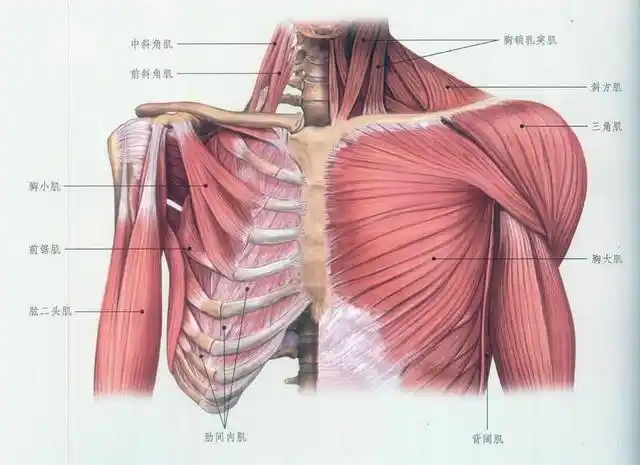 很多人卧推都做错了,导致效果不理想,这些卧推的误区你要知道