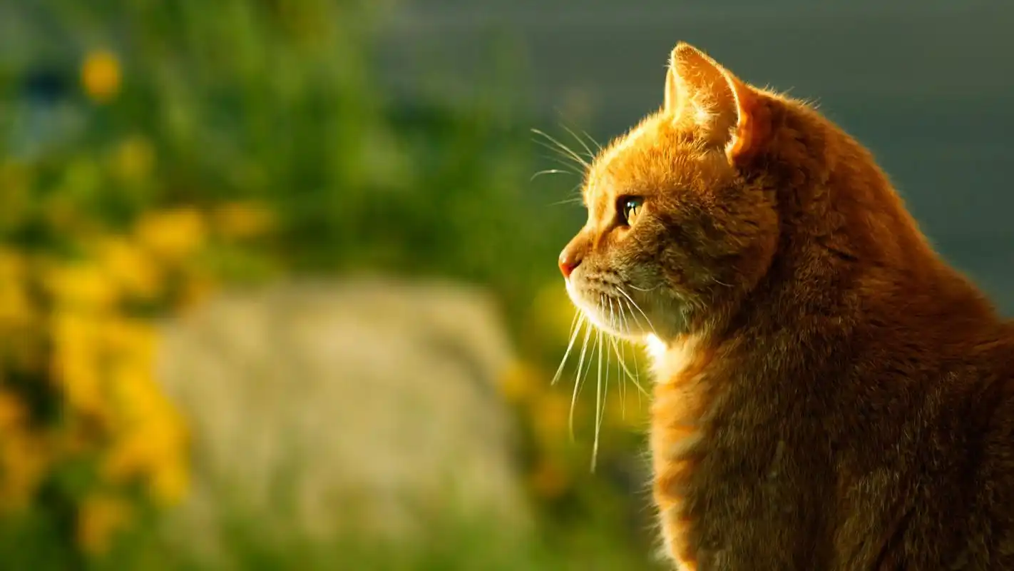 动物摄影图片高清电脑壁纸 第二辑高清大图预览1920x1080_动物壁纸