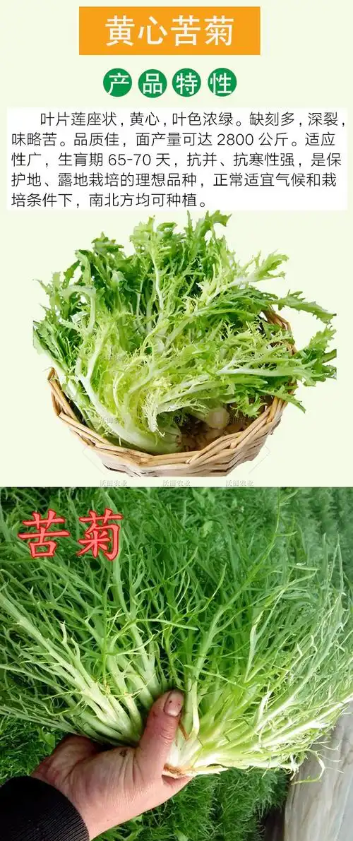 黄心细叶苦苣种子散叶苦菊种籽庭院阳台盆栽蔬菜牛奶菜四季播 四季