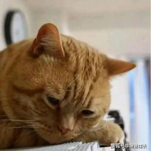 天生愁眉苦脸的橘猫表情包忧愁的样子好萌