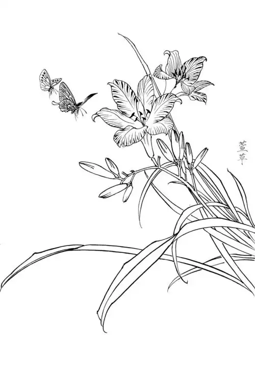 0022工笔画春夏花卉白描线稿素材高清图萱草0x0pxjpg600dpi3真迹扫描