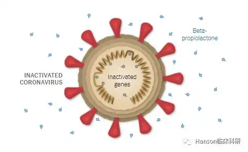 灭活病毒.图源:纽约时报.
