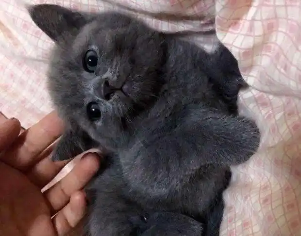 美短和蓝猫配种长啥样