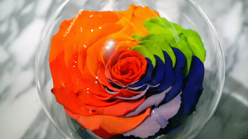 "抱歉啊,今年可能没法和你一起过情人节了"_玫瑰花