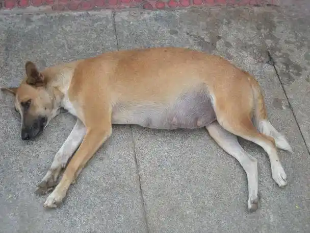 狗狗肚子变大不一定是怀孕还可能是腹水