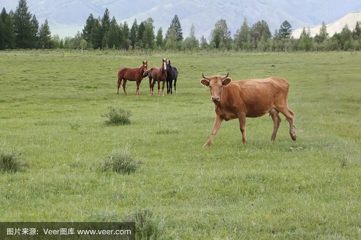 牛和马在草地上吃草