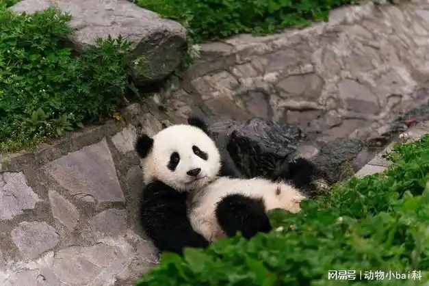 为什么旅游出去玩的时候喜欢逛动物园动物园里有什么好看