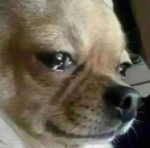 壁纸 动物 狗 狗狗 534_527