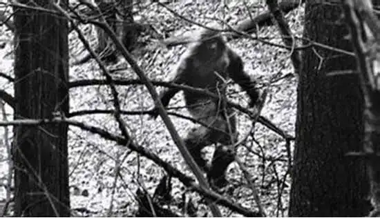 老汉深山采药遇野人浑身红毛似人非人野人莫非真的存在