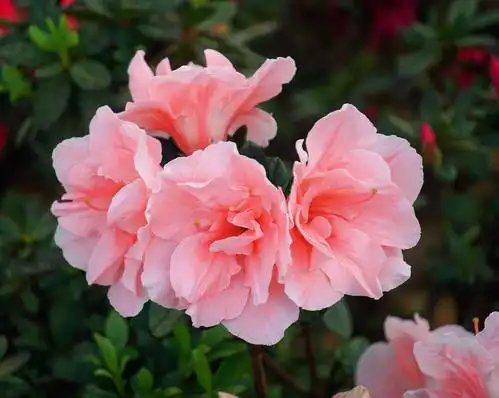 粉色杜鹃花之美