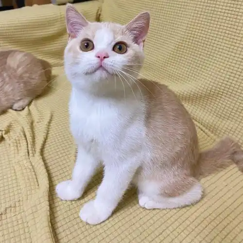 英短乳白妹妹找新家