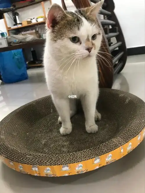 英短和狸花猫混血