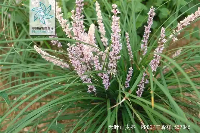p>禾叶山麦冬,(学名: i>liriope graminifolia (l.