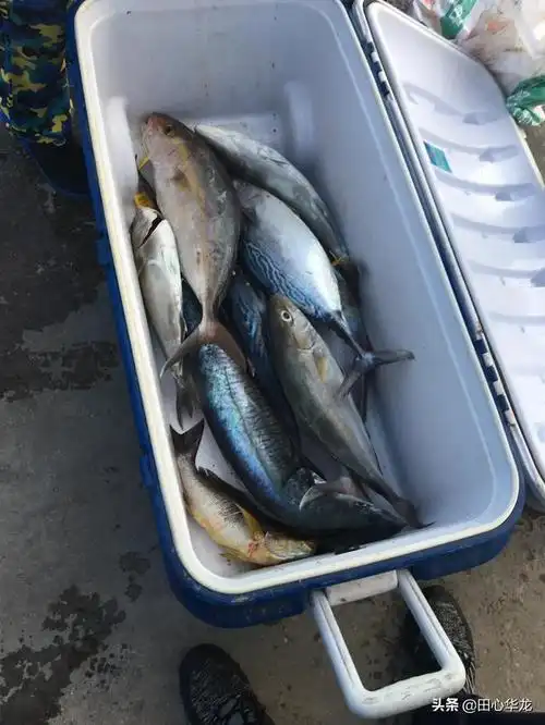 海底近距离拍摄黑鲷真鲷石鲷鱼水下觅食动作画面