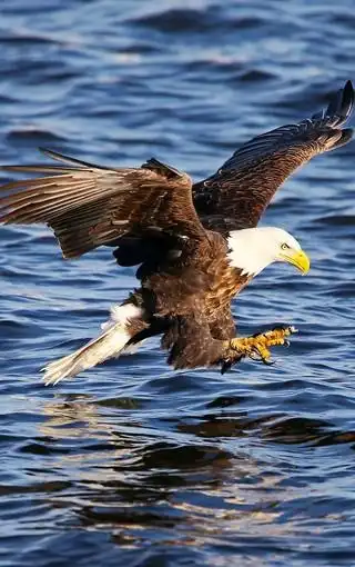 最霸气的鹰图片壁纸2