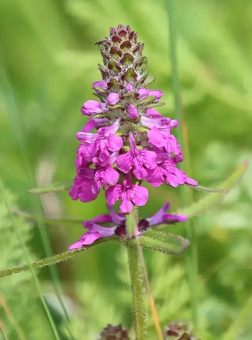高山上的奇花异草a