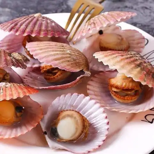 扇贝鲜活新鲜带壳大港湾贝 现捞海鲜水产贝类顺丰包邮!