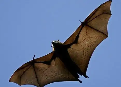 来大狐蝠是世界上最大的一类蝙蝠,由于滥    捕滥杀,东南亚的马来大