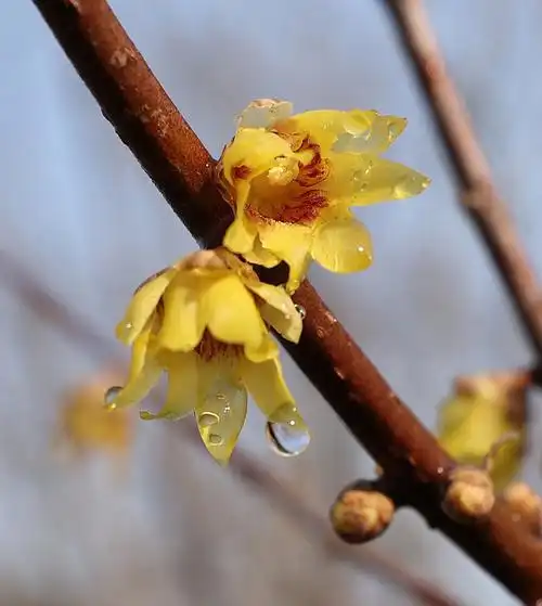 蜡梅.张海峰 摄2021年,人们在上海的春节花市上购买银柳.