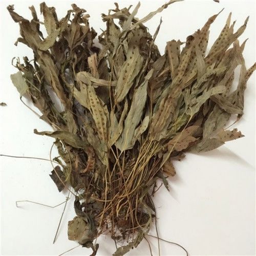 鹅掌金星草 鸭脚草 鸭脚掌 鸭脚香 金鸡脚