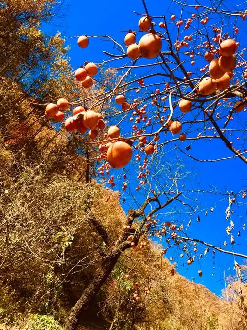 农村大山里秋天的景色