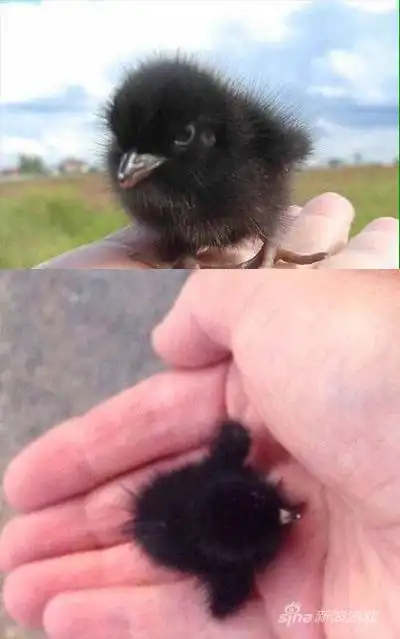 乌鸦小时候竟然这么可爱!