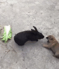 吃饭被小狗打扰兔子,扑过去把狗咬得哭爹喊娘,超凶