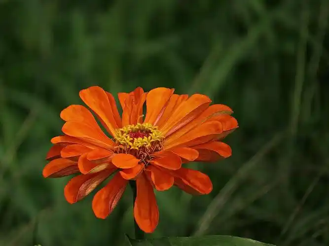 百日草花卉图片鲜花花朵花卉百日草百日菊