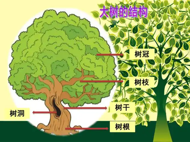 一年级下册美术课件第19课大树的故事冀美版共15张ppt