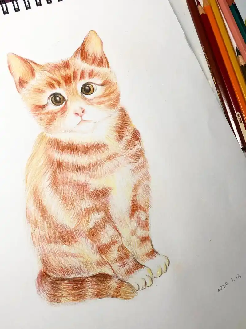 彩铅画临摹小动物之小猫小狗 小橘猫画的有点呆滞的说,哈哈90 继续