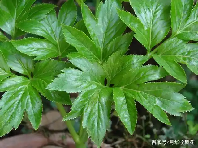 农村有一种"神仙草",长在路边无人问津