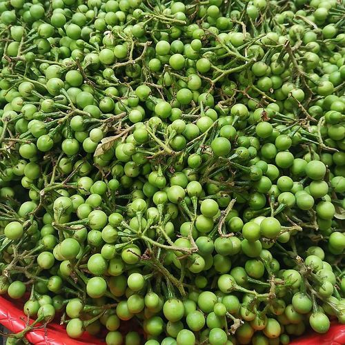 1斤云南特色野生蔬菜小苦子果绿色新鲜摘撒苤苦水泰国小茄子250克