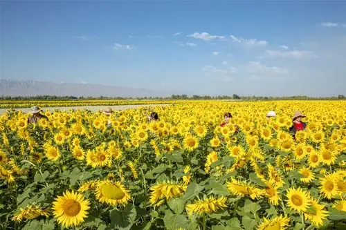 临泽县庆祝农民丰收节 "赏多彩乡村·享丰收喜悦"主题摄影展(一)