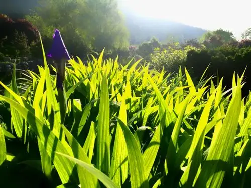 雨过天晴,阳光明媚,心情好,精神爽,晨练手机随拍