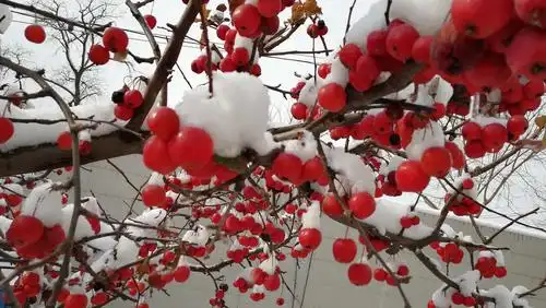 长寿果海棠——冬日里的红红火火!