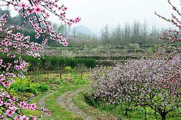 桃花景色图片_桃花景色高清图片_全景视觉